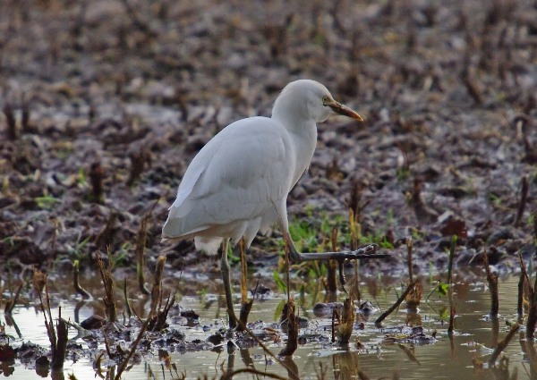 Cattle Egret