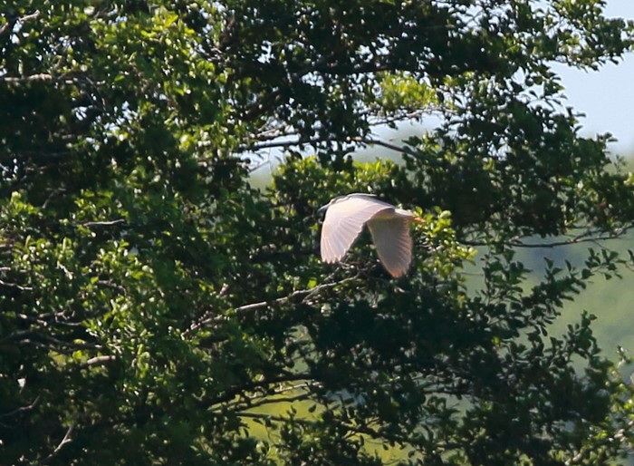 Night Heron