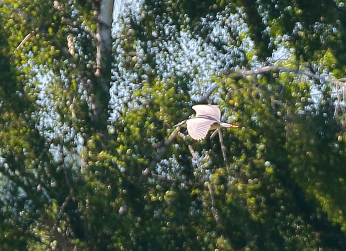 Night Heron