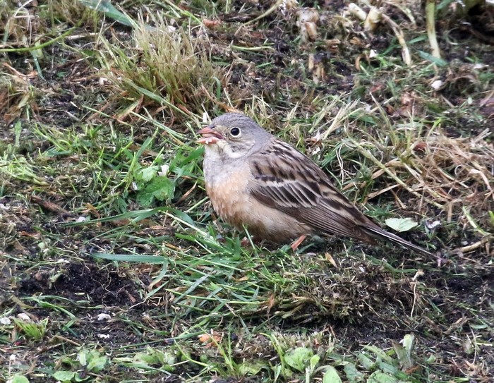 Ortolan Bunting