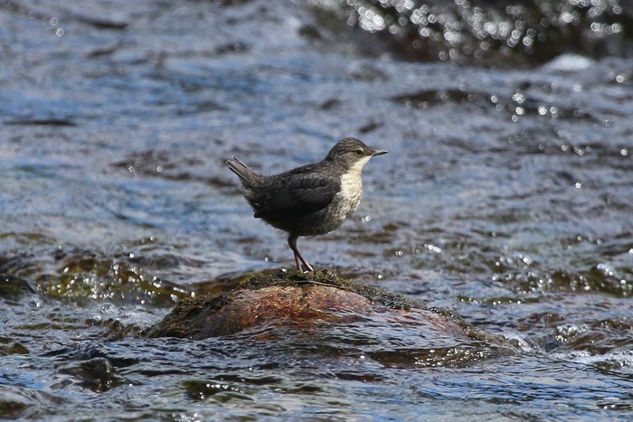 Dipper 