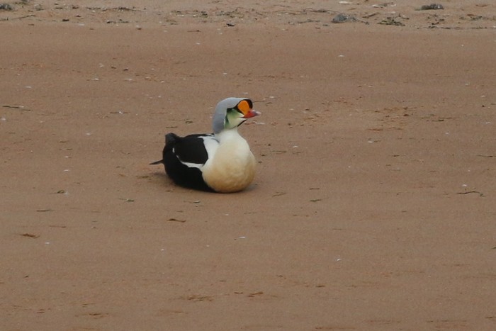 King Eider 