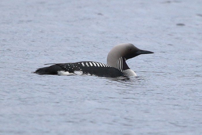 Black-throated Diver