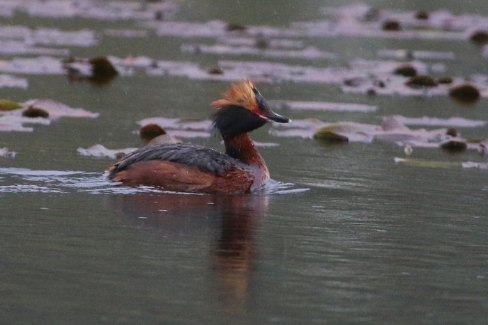 Slavonian Grebe