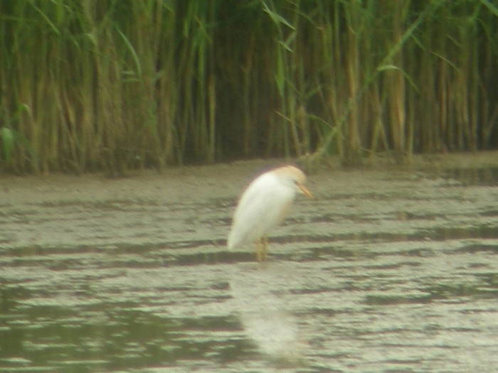 Cattle Egret