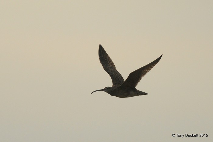Hudsonian Whimbrel