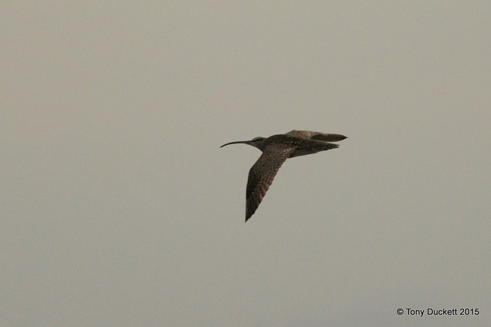 Hudsonian Whimbrel