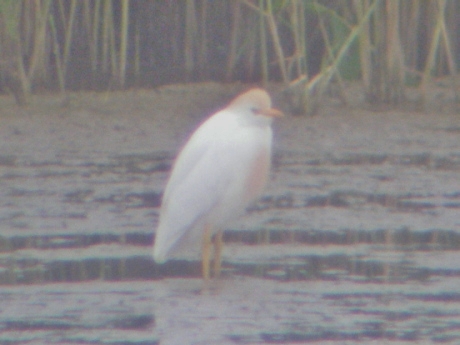 Cattle Egret
