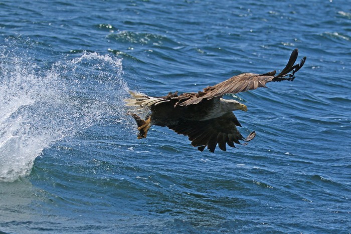 White-tailed Eagle