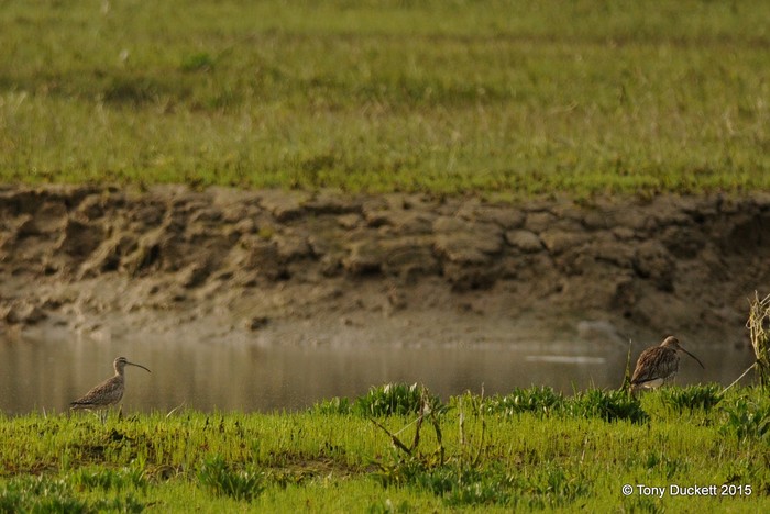 Hudsonian Whimbrel
