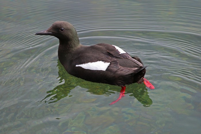 Black Guillemot