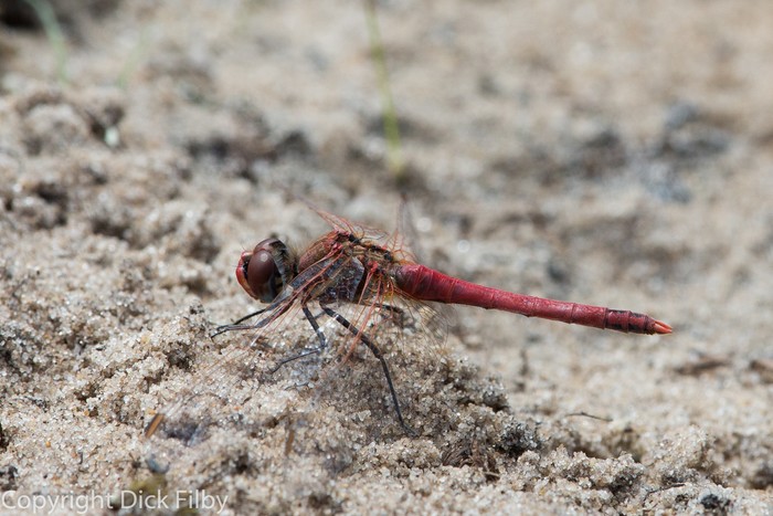 Red-veined Darter dragonfly