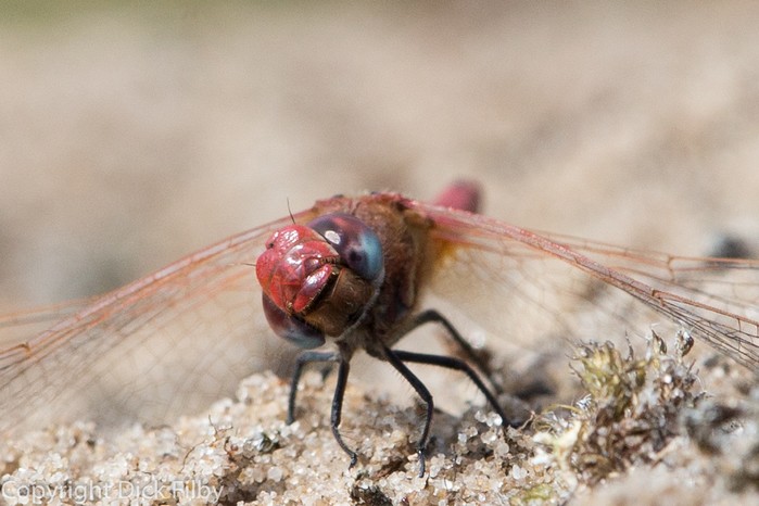 Red-veined Darter dragonfly