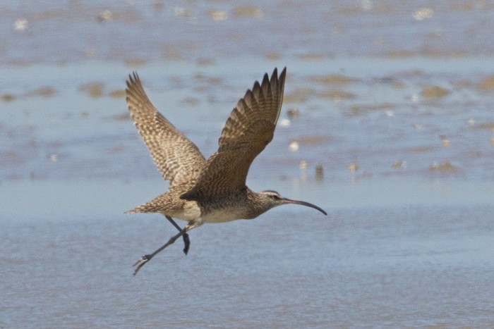 Hudsonian Whimbrel