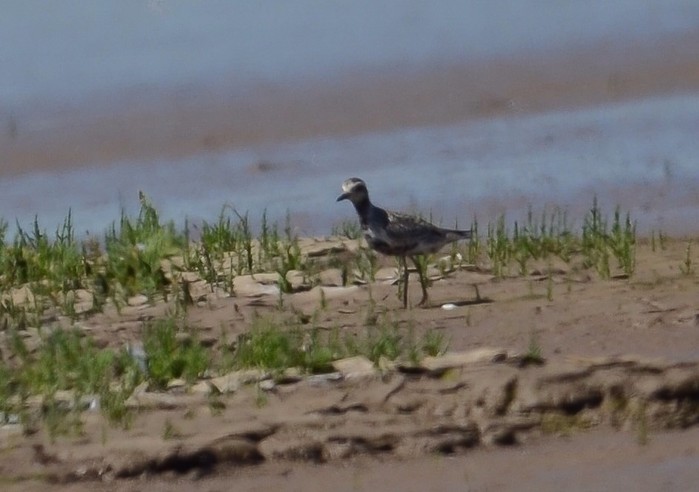 Pacific Golden Plover