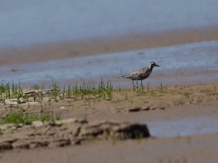 Pacific Golden Plover