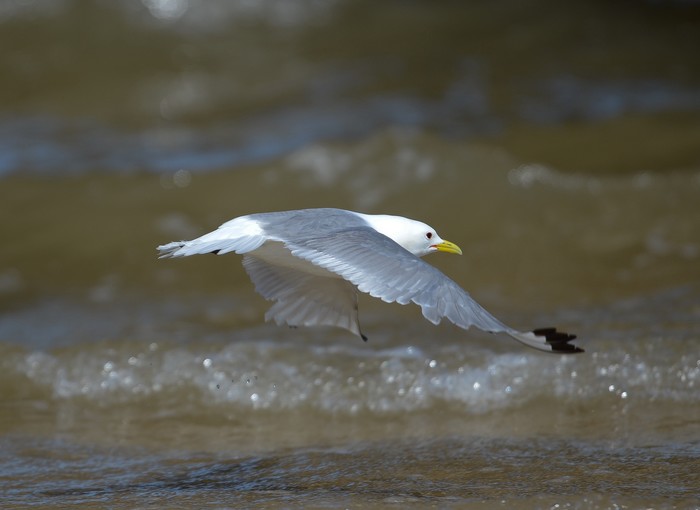 Kittiwake