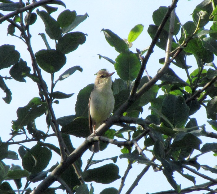 Melodious Warbler