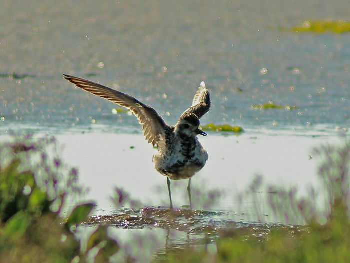 Pacific Golden Plover