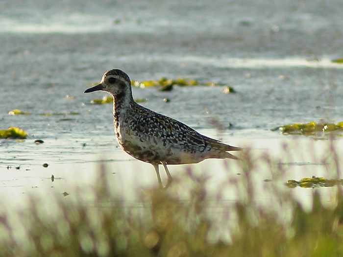 Pacific Golden Plover