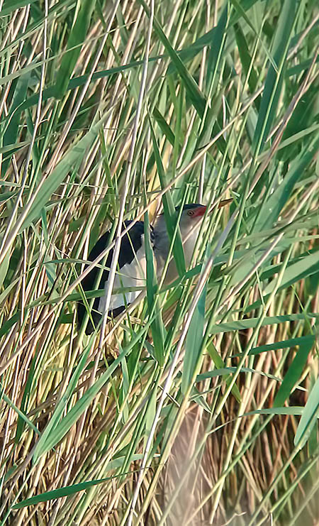 Little Bittern