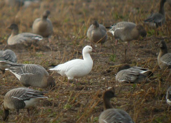Ross's Goose