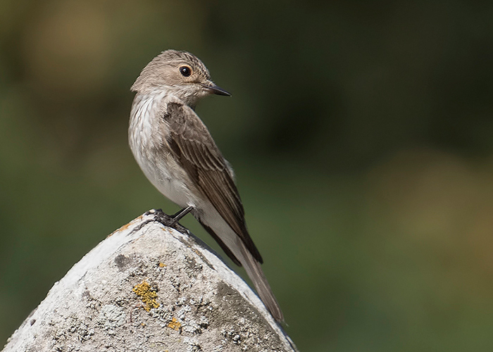 Spotted Flycatcher