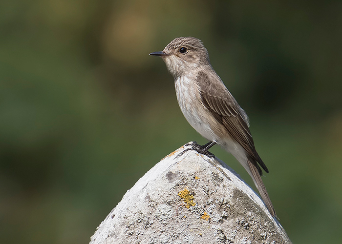 Spotted Flycatcher