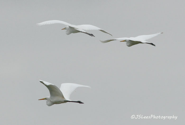 Great White Egret