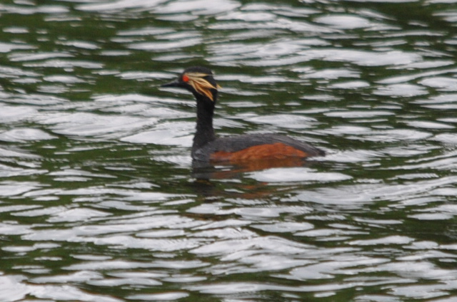 Black-necked Grebe