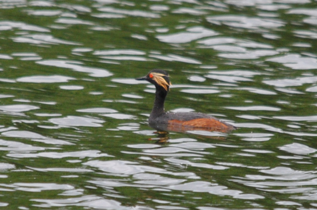 Black-necked Grebe