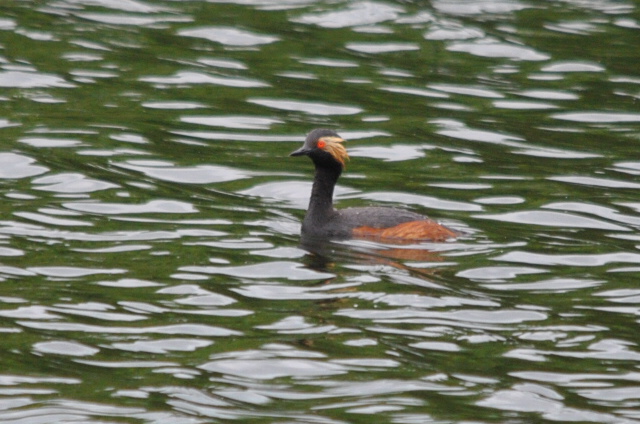 Black-necked Grebe