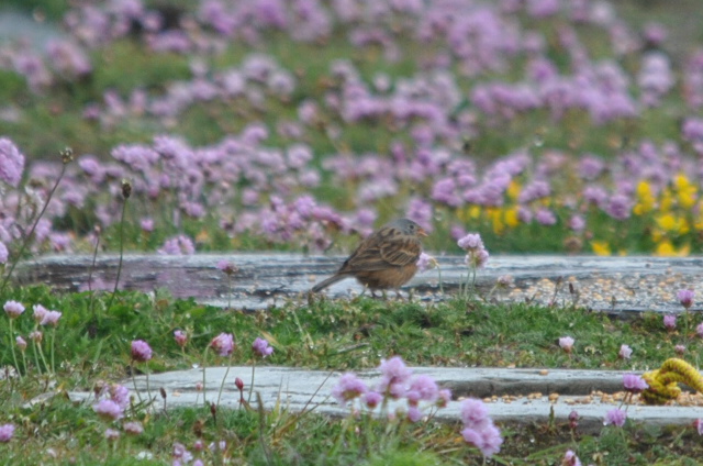 Cretzschmar's Bunting
