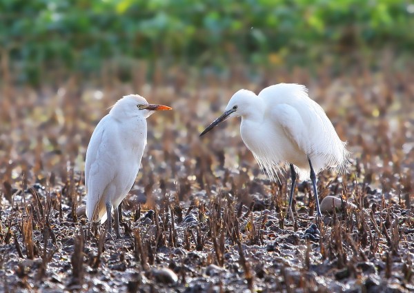 Cattle Egret