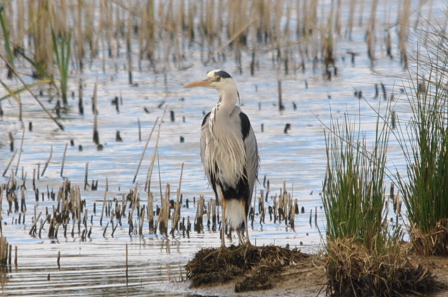 Grey Heron