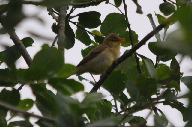 Melodious Warbler