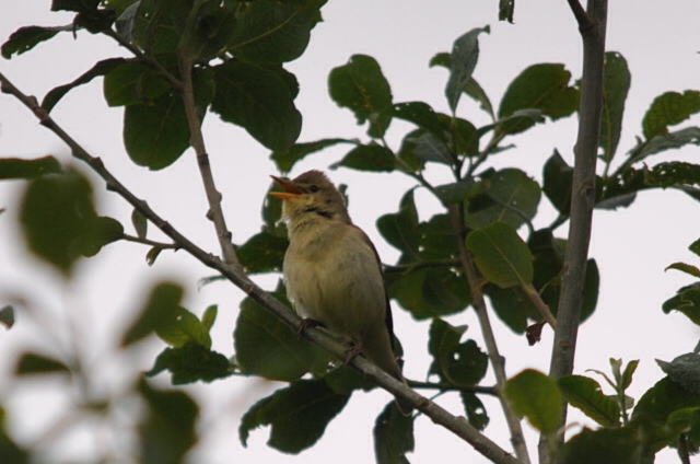 Melodious Warbler