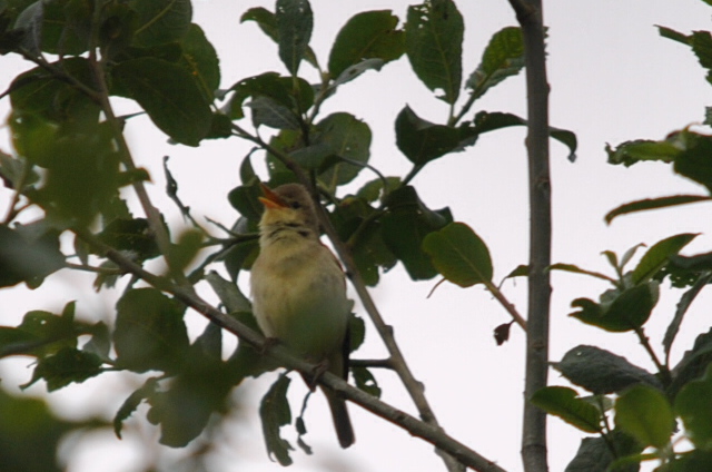 Melodious Warbler
