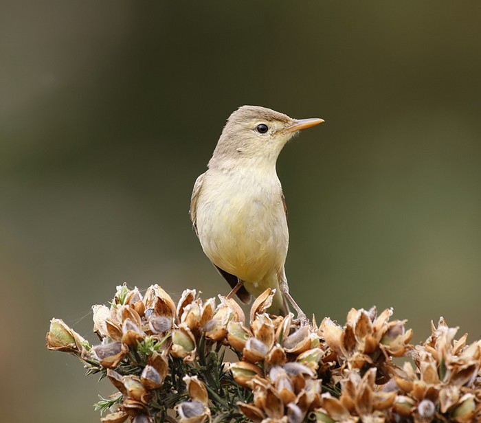 Melodious Warbler