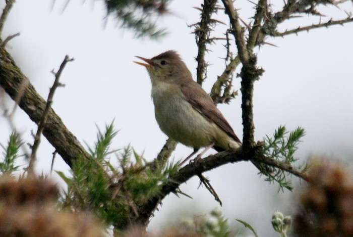 Melodious Warbler