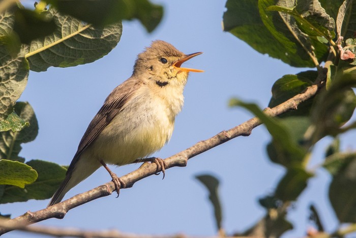 Melodious Warbler