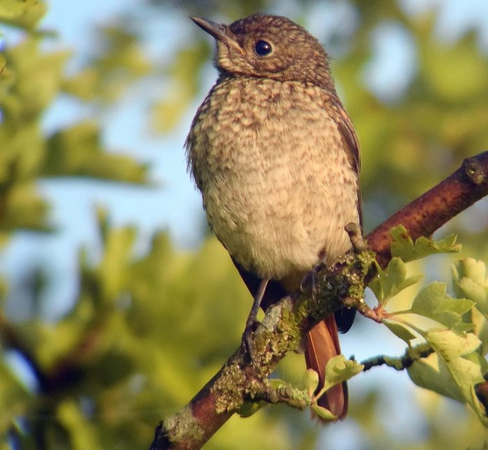 Redstart