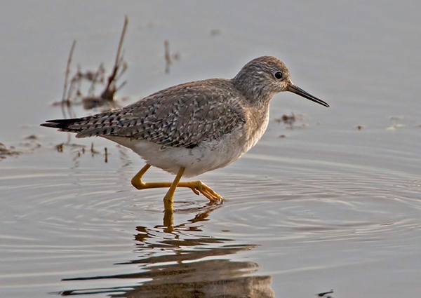 Lesser Yellowlegs