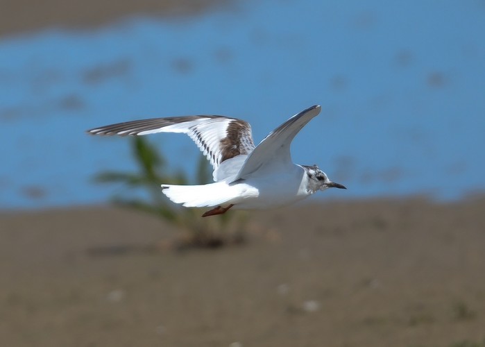 Little Gull
