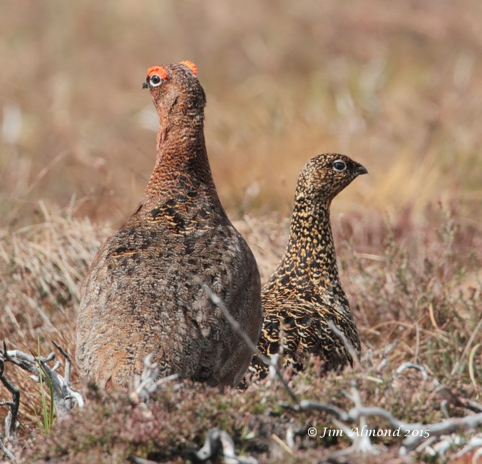 Red Grouse