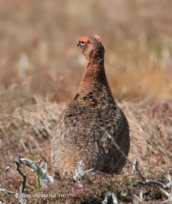 Red Grouse