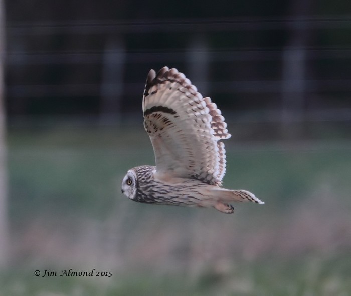 Short-eared Owl