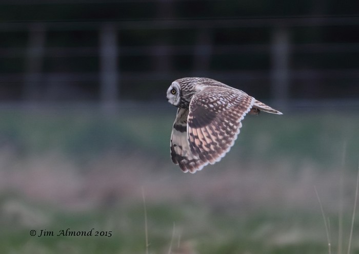 Short-eared Owl
