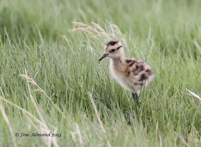 Curlew