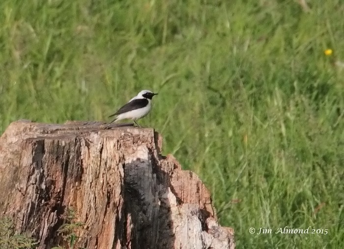 Eastern Black-eared Wheatear